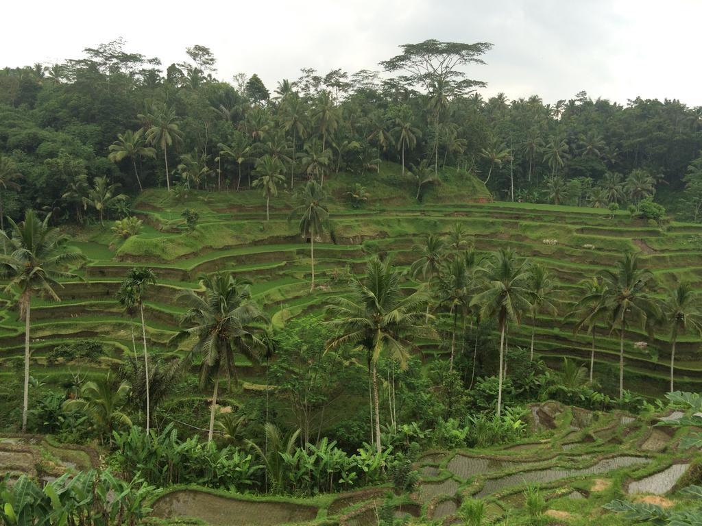 Pangkung House Lejlighed Ubud Eksteriør billede