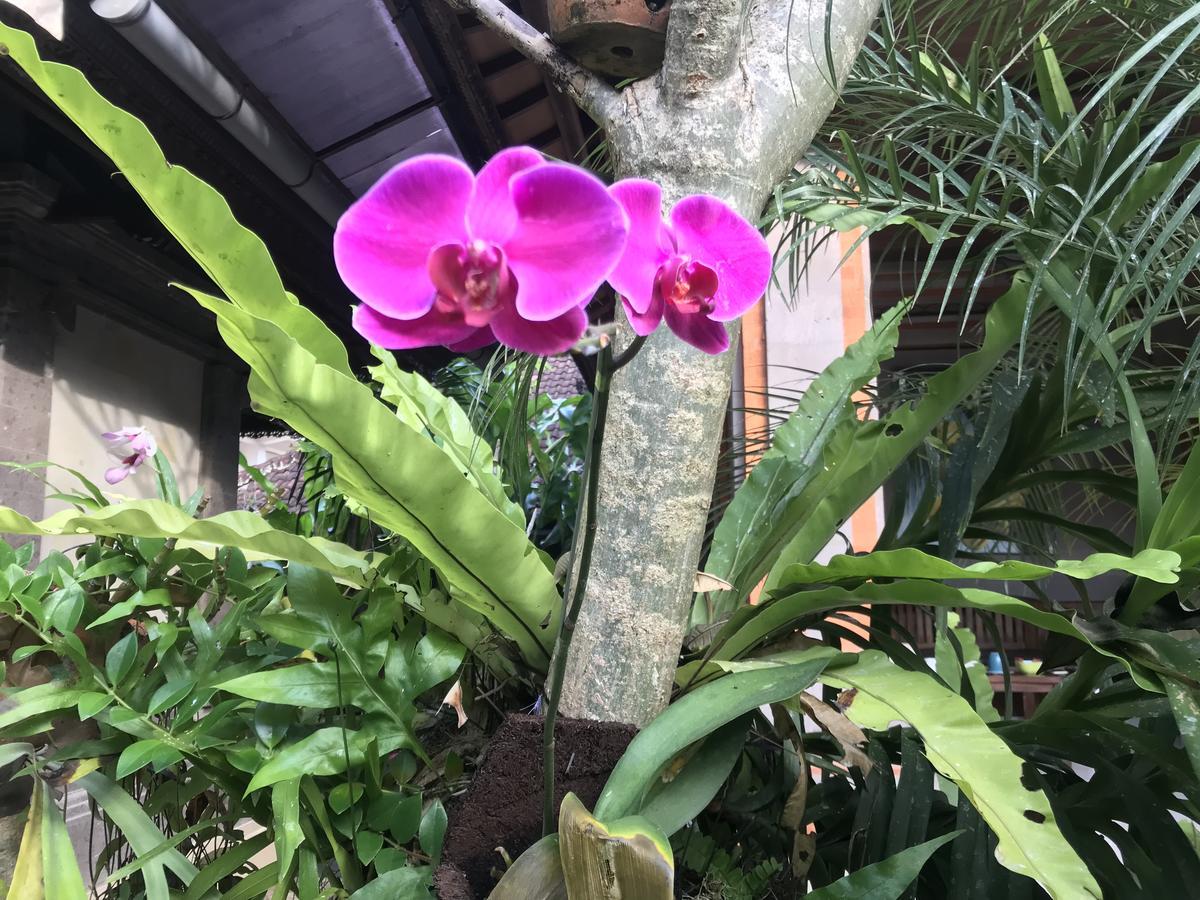 Pangkung House Lejlighed Ubud Eksteriør billede